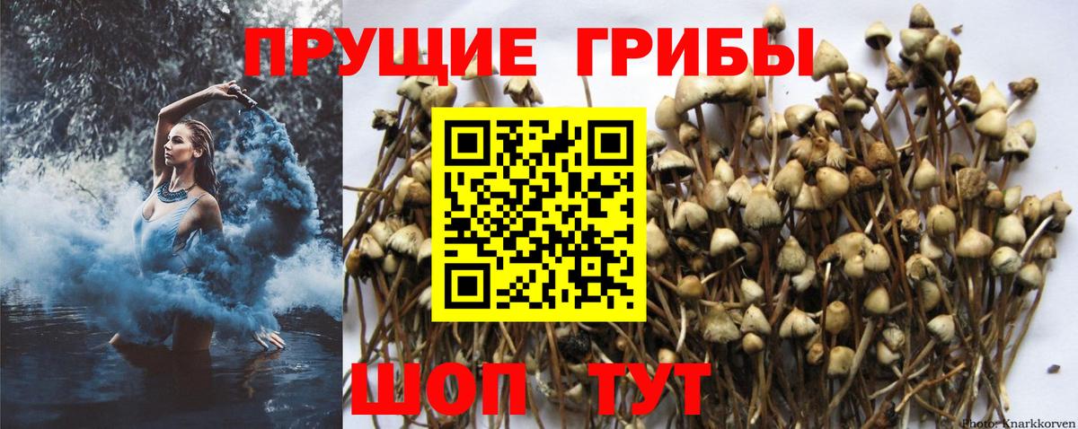 Псилоцибиновые грибы MAGIC MUSHROOMS Россия